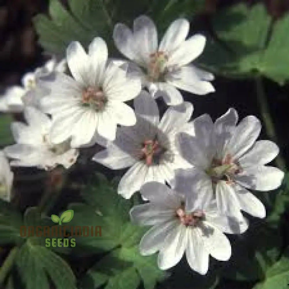 Geranium Pyrenaicum Seeds â€™Summer Snowâ€™ - Hardy Perennial For Stunning Garden Borders And Beds