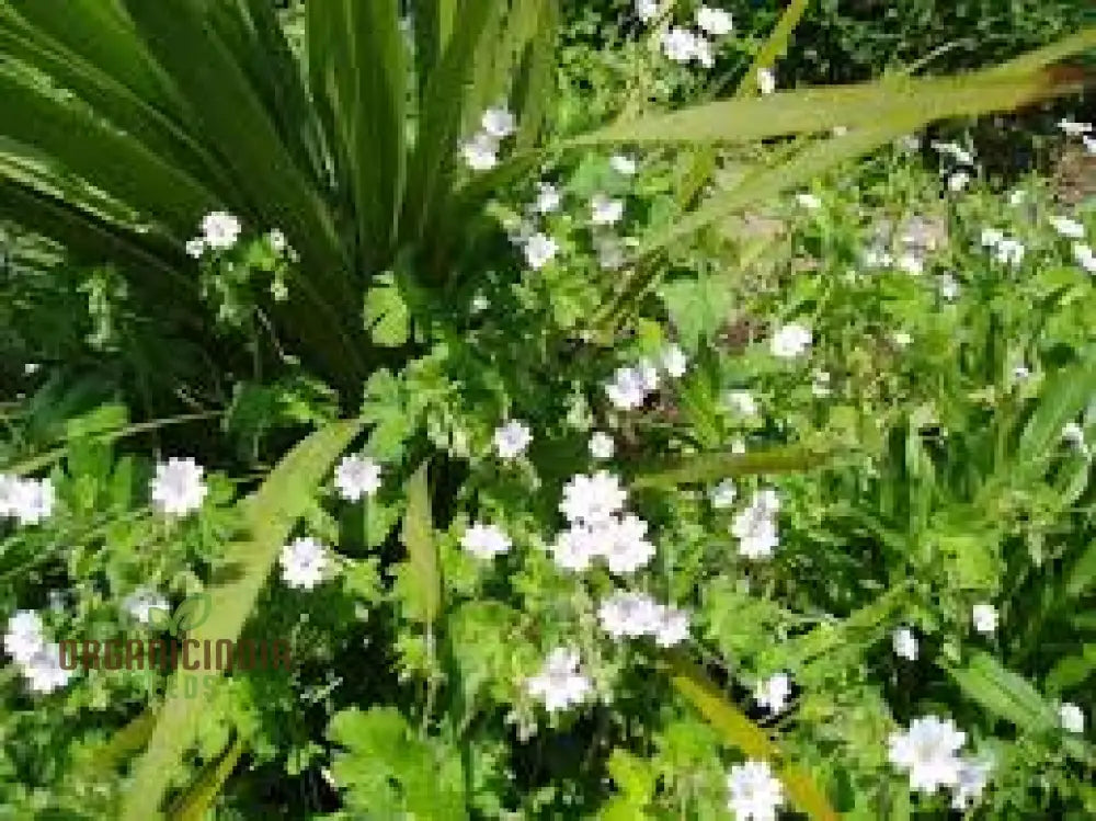 Geranium Pyrenaicum Seeds â€™Summer Snowâ€™ - Hardy Perennial For Stunning Garden Borders And Beds