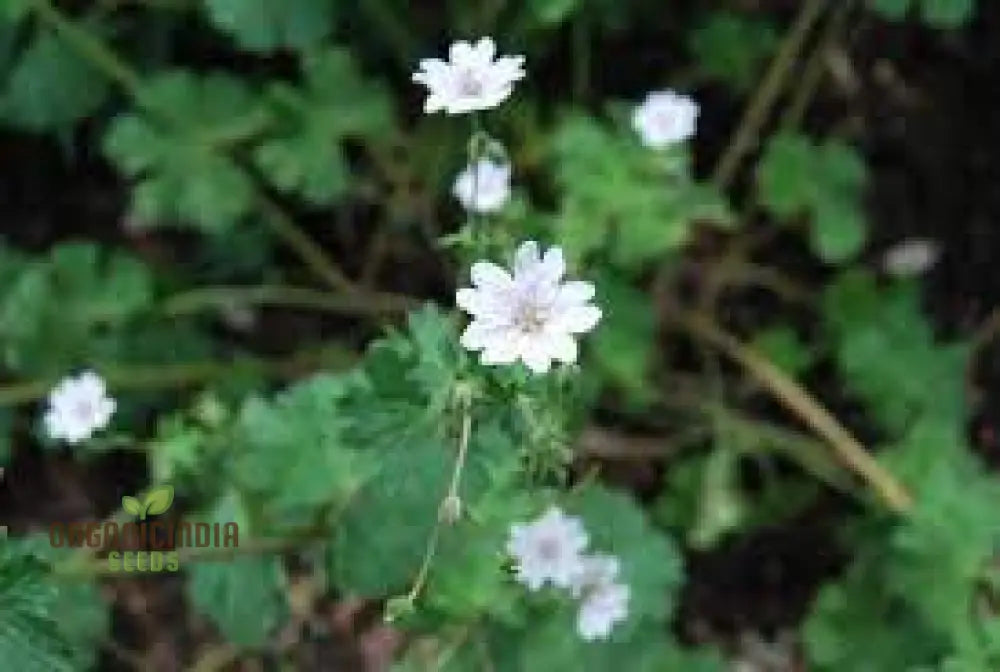 Geranium Pyrenaicum Seeds â€™Summer Snowâ€™ - Hardy Perennial For Stunning Garden Borders And Beds