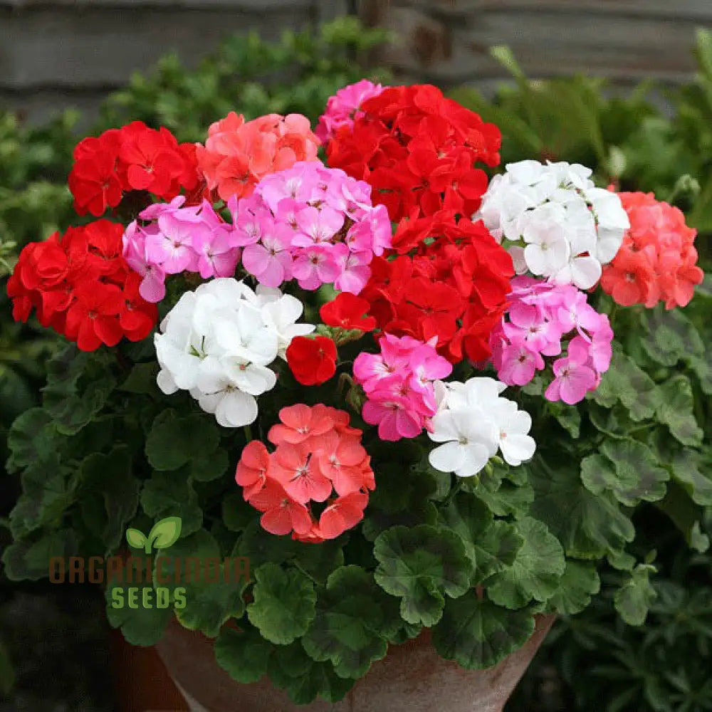 Geranium Seeds - Shadow Mixed Variety | Ideal For Vibrant Gardens And Year-Round Blooms