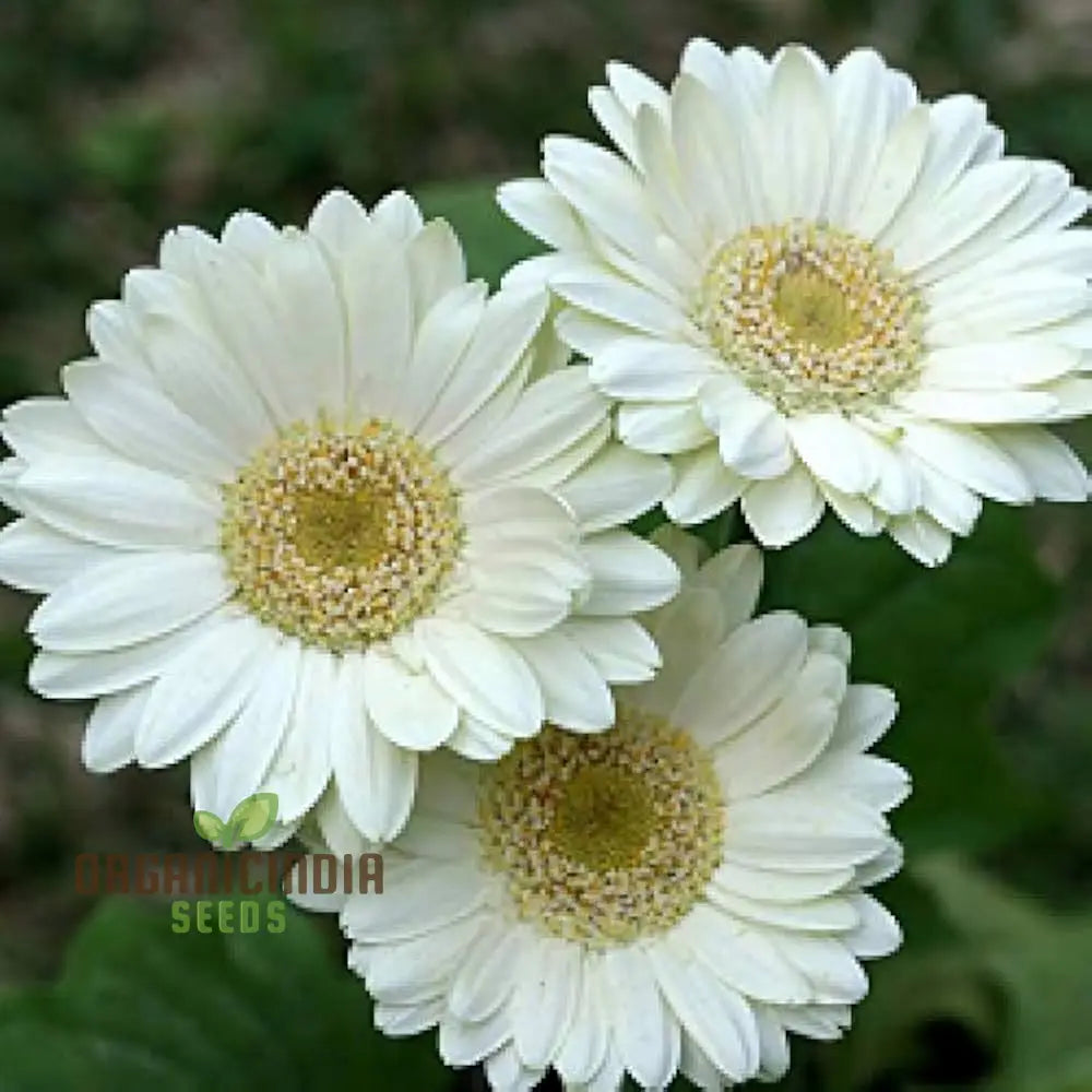 Gerbera Flower Seeds For Planting Vibrant & Long-Blooming Daisies Your Garden Perfect Indoor