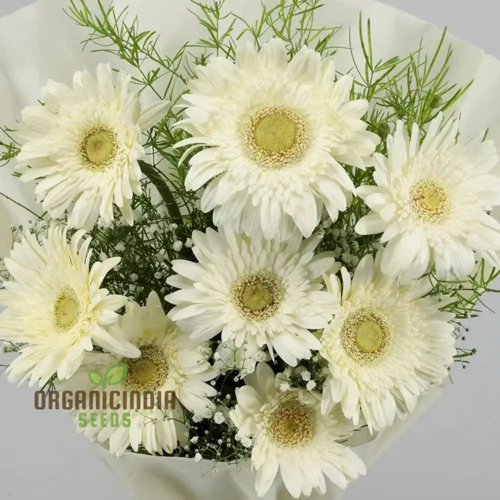 Gerbera Flower Seeds For Planting Vibrant & Long-Blooming Daisies Your Garden Perfect Indoor