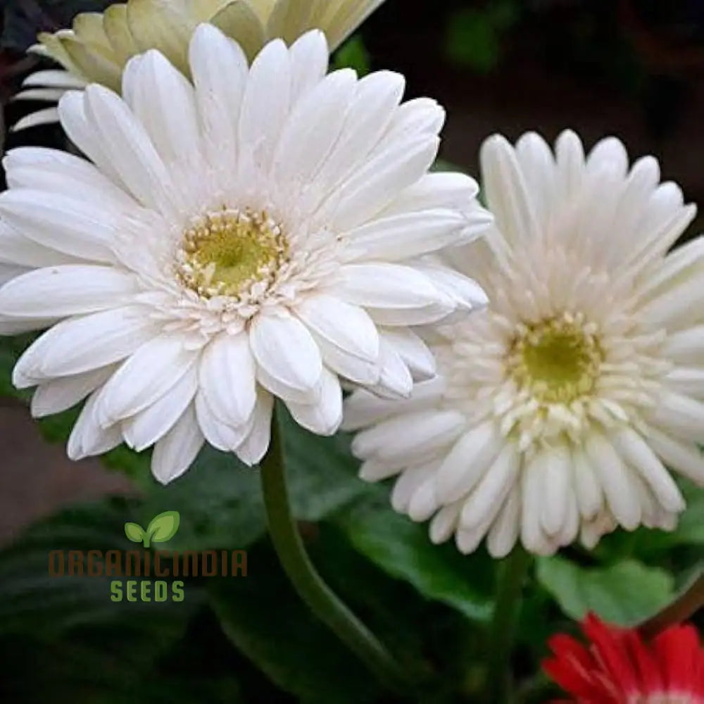 Gerbera Flower Seeds For Planting Vibrant & Long-Blooming Daisies Your Garden Perfect Indoor