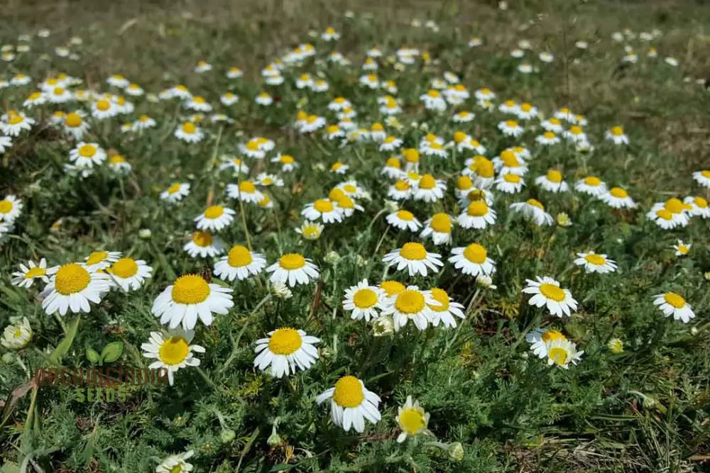 German Chamomile Seeds For Serene Gardens: Exquisite Blooms And Soothing Aromas Await