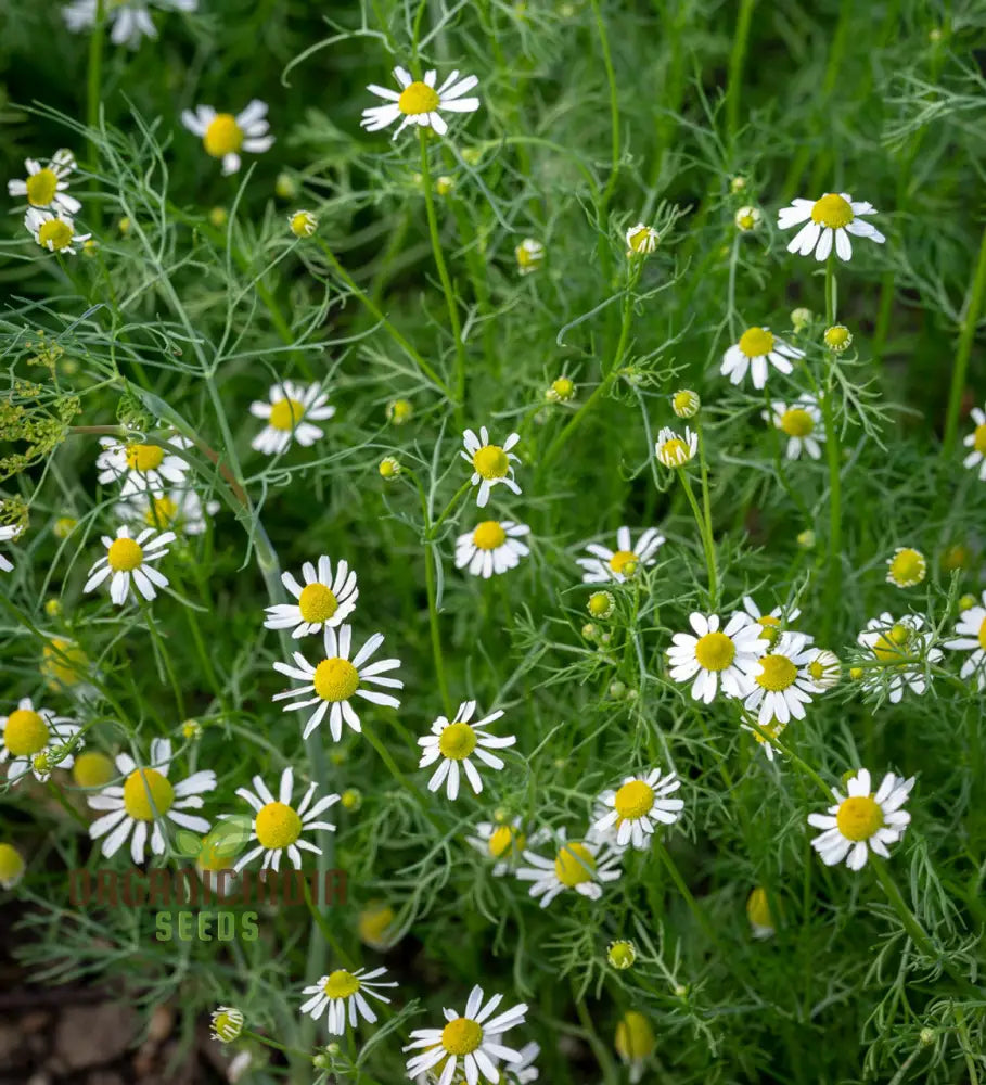 German Chamomile Seeds For Serene Gardens: Exquisite Blooms And Soothing Aromas Await