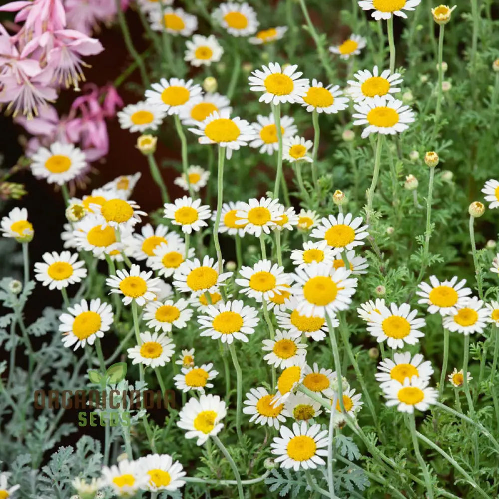 German Chamomile Seeds For Serene Gardens: Exquisite Blooms And Soothing Aromas Await