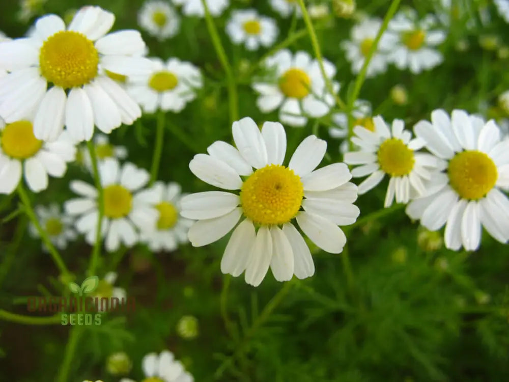 German Chamomile Seeds For Serene Gardens: Exquisite Blooms And Soothing Aromas Await