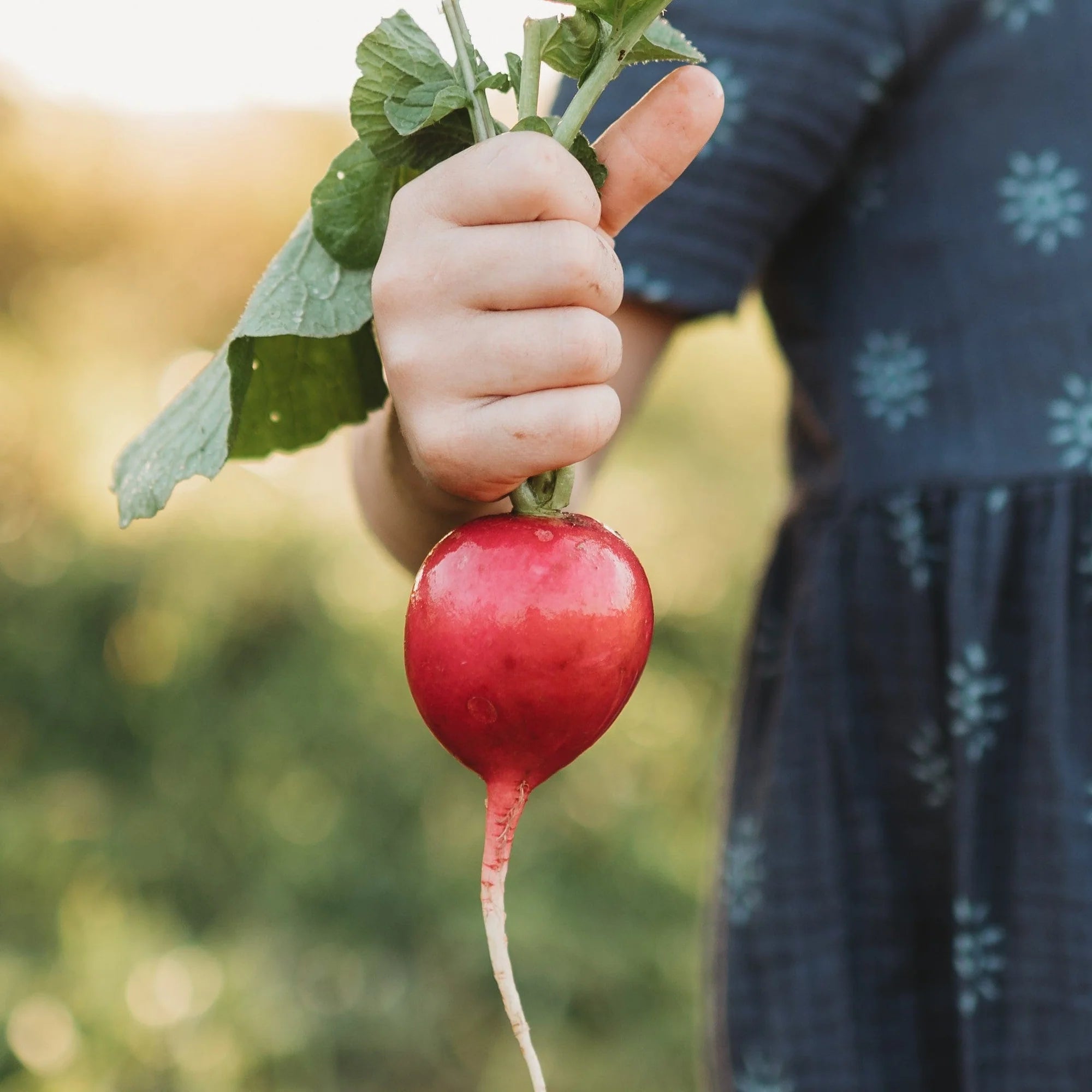 German Giant Radish Seeds for Planting