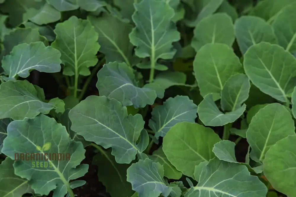 German Kale Seeds For Planting: Grow Smooth Hearty Greens For Your Garden With Our Premium Seed