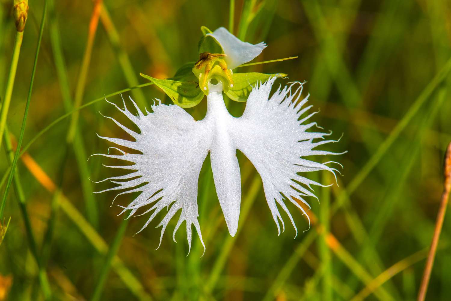 White Egret Orchid Seeds for Planting - 100 pcs - Flower seeds