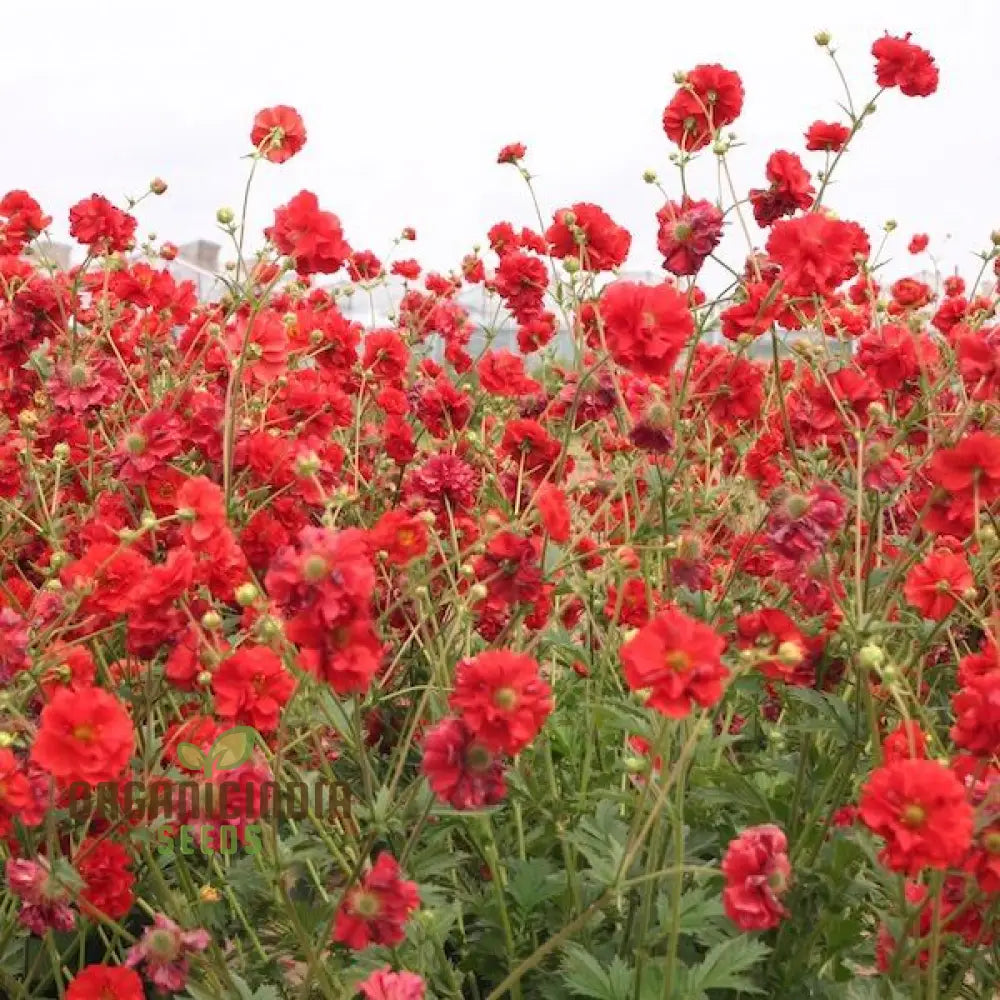 Geum Flora Plena Blazing Sunset Flower Seeds Premium Garden For Stunning Blooms Gardening Seeds