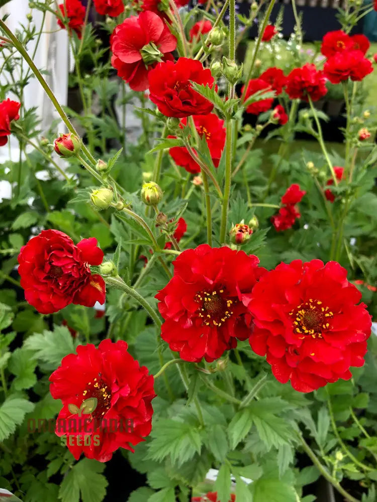 Geum Flora Plena Blazing Sunset Flower Seeds Premium Garden For Stunning Blooms Gardening Seeds