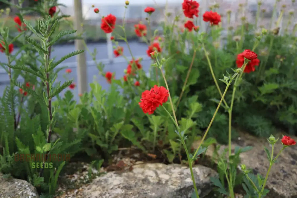 Geum Flora Plena Blazing Sunset Flower Seeds Premium Garden For Stunning Blooms Gardening Seeds