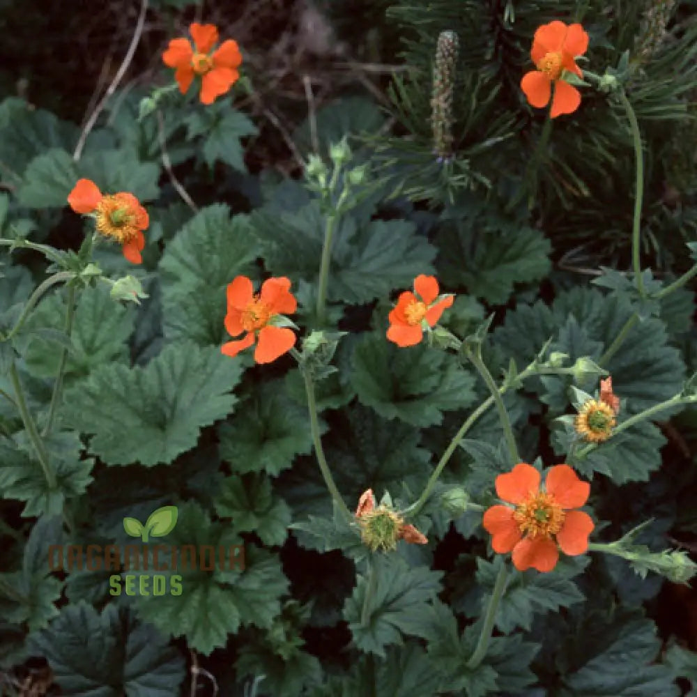 Geum Magellanicum Seeds: Hardy Perennial For Vibrant Gardens | Gardening Enthusiastâ€™s Choice