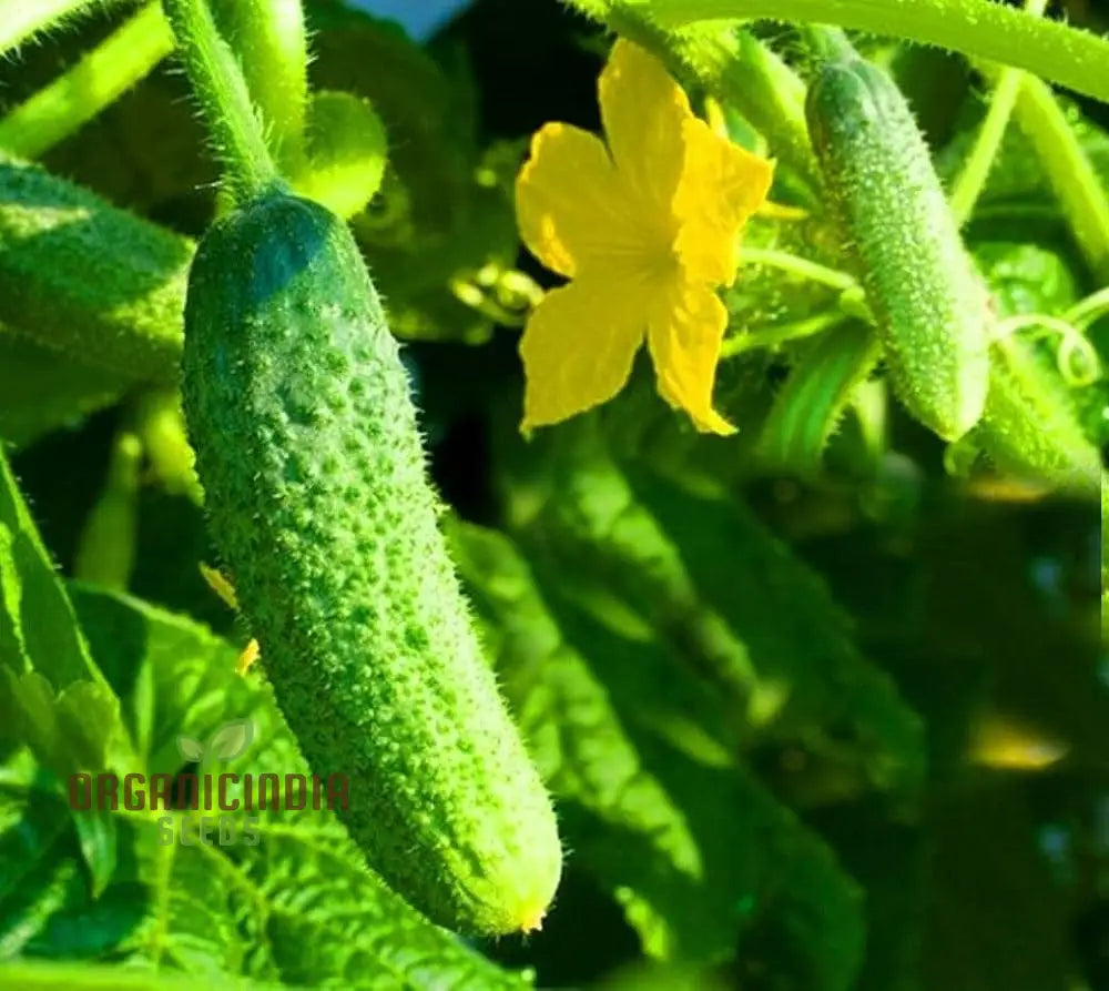 Gherkin Mini Cucumber F1 Vegetable Seeds Cultivate Petite And Flavorful Cucumbers