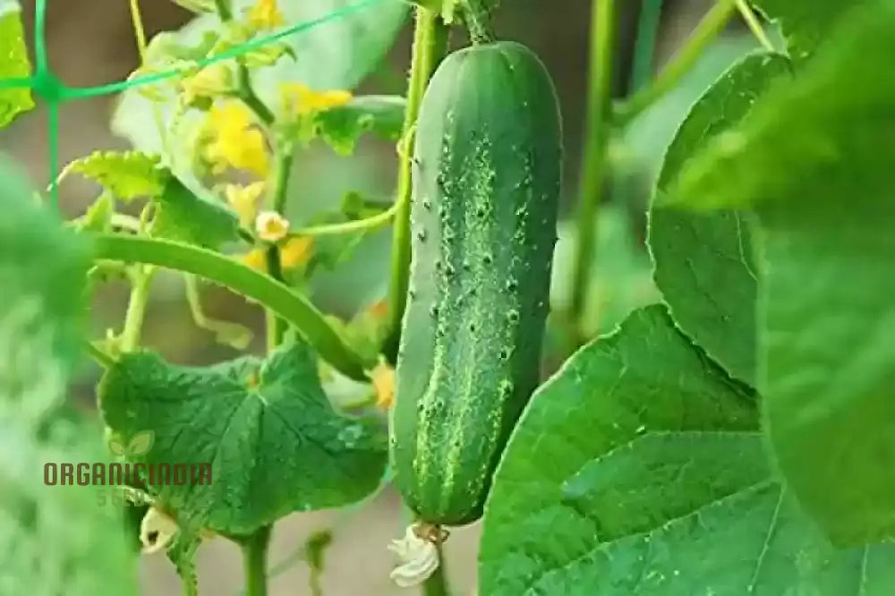 Gherkin Mini Cucumber F1 Vegetable Seeds Cultivate Petite And Flavorful Cucumbers