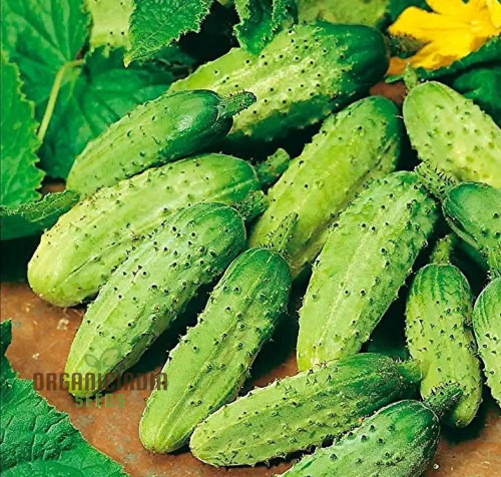 Gherkin Mini Cucumber F1 Vegetable Seeds Cultivate Petite And Flavorful Cucumbers