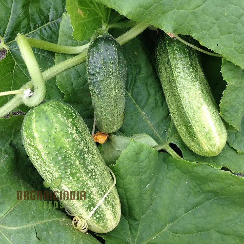 Gherkin Mini Cucumber F1 Vegetable Seeds Cultivate Petite And Flavorful Cucumbers