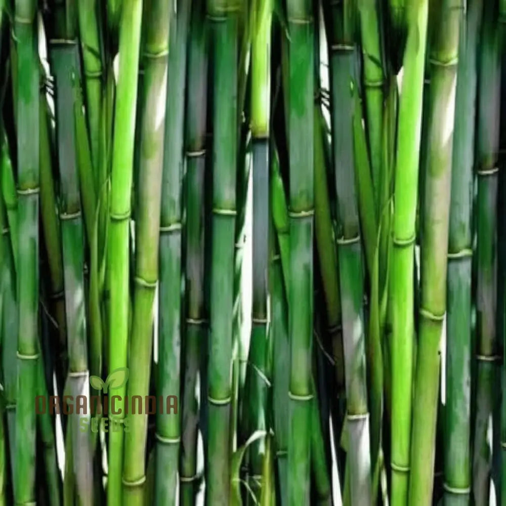 Giant Bamboo Seeds - Grow Majestic Plants For Stunning Garden Landscapes