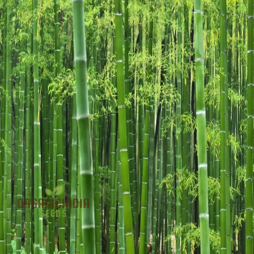 Giant Bamboo Seeds - Grow Majestic Plants For Stunning Garden Landscapes