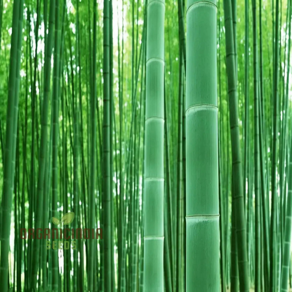 Giant Bamboo Seeds - Grow Majestic Plants For Stunning Garden Landscapes