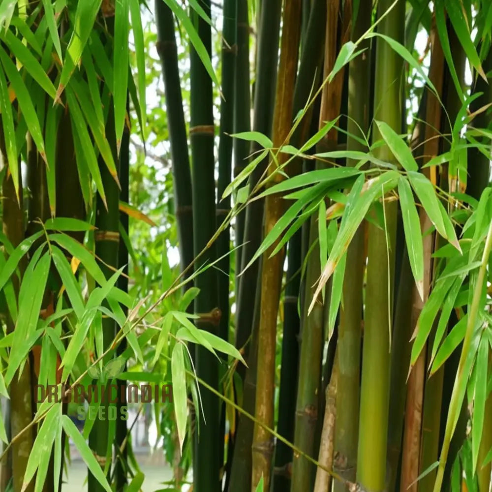 Giant Bamboo Seeds - Grow Majestic Plants For Stunning Garden Landscapes