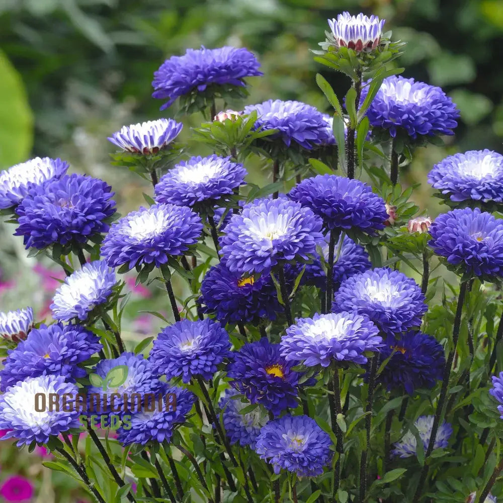 Giant Blue Moon Aster Flower Seeds For Gardening Enthusiasts And Seed Collectors