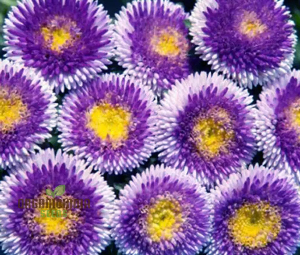 Giant Blue Moon Aster Flower Seeds For Gardening Enthusiasts And Seed Collectors