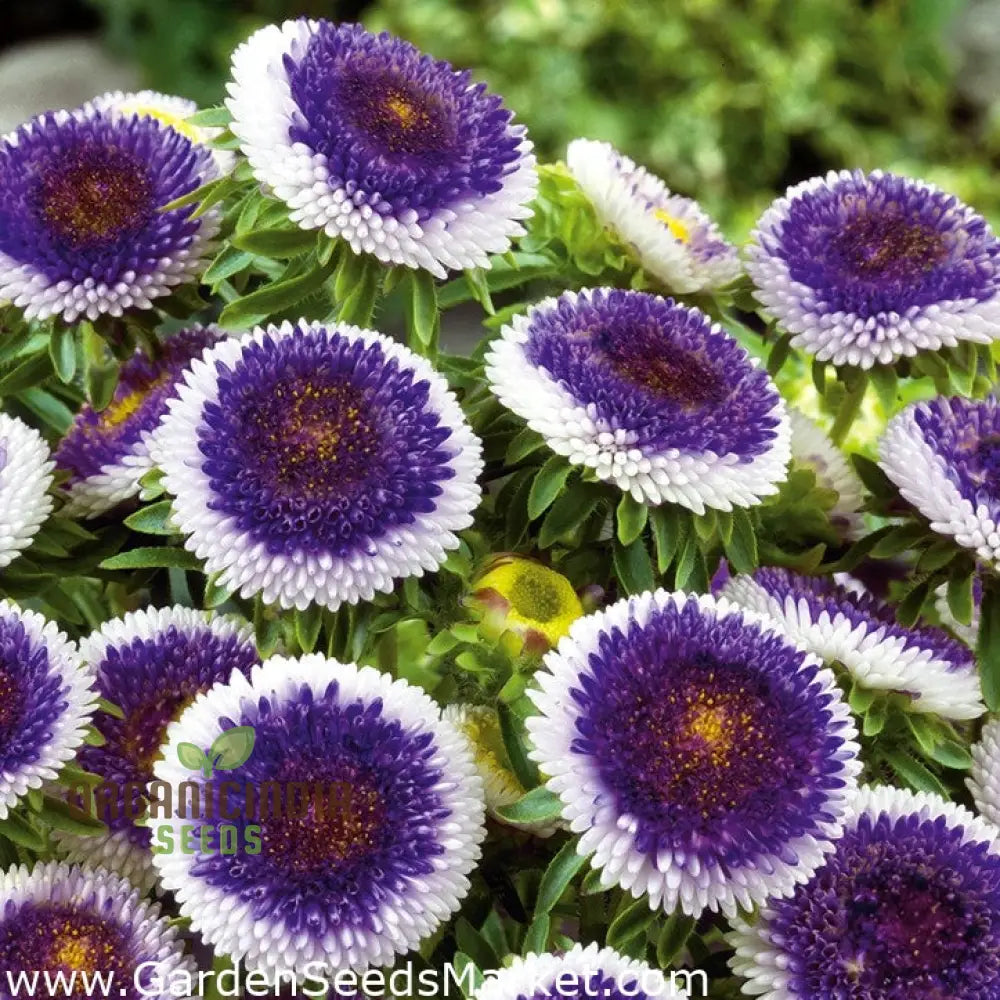 Giant Blue Moon Aster Flower Seeds For Gardening Enthusiasts And Seed Collectors