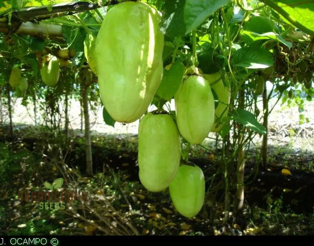 Giant Granadilla Fruit Seeds Plant For A Bountiful And Delicious Harvest Of Exotic Fruits