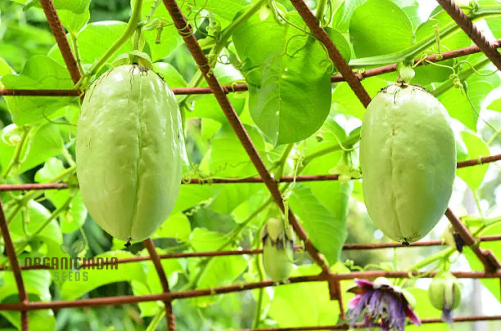 Giant Granadilla Fruit Seeds Plant For A Bountiful And Delicious Harvest Of Exotic Fruits