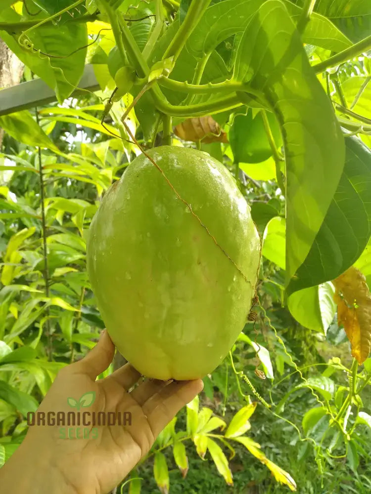 Giant Granadilla Fruit Seeds Plant For A Bountiful And Delicious Harvest Of Exotic Fruits