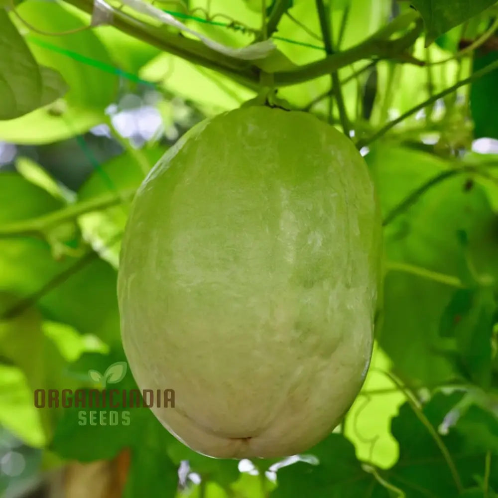 Giant Granadilla Fruit Seeds Plant For A Bountiful And Delicious Harvest Of Exotic Fruits