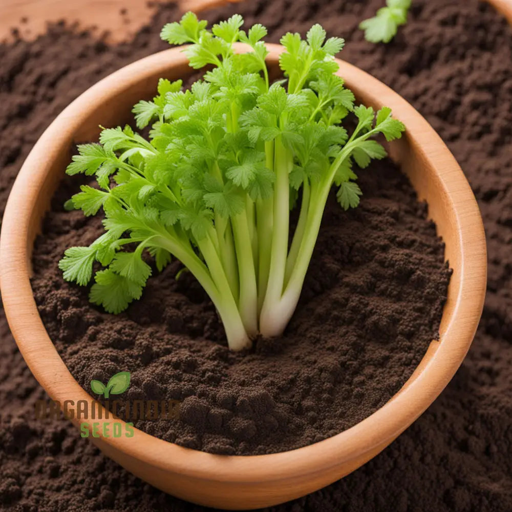 Giant Green Celery Planting Seeds Cultivate Robust And Crisp In Your Garden Leafy Greens