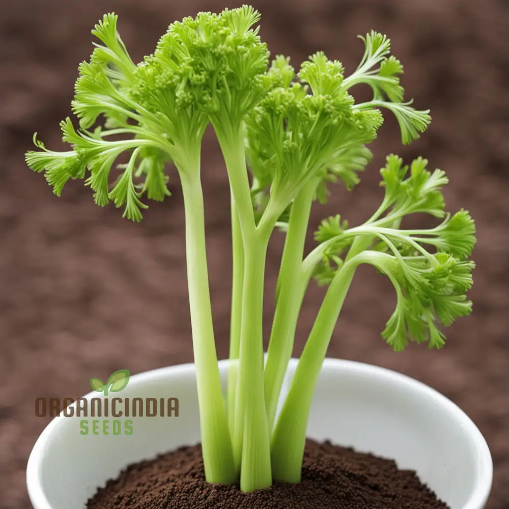 Giant Green Celery Planting Seeds Cultivate Robust And Crisp In Your Garden Leafy Greens