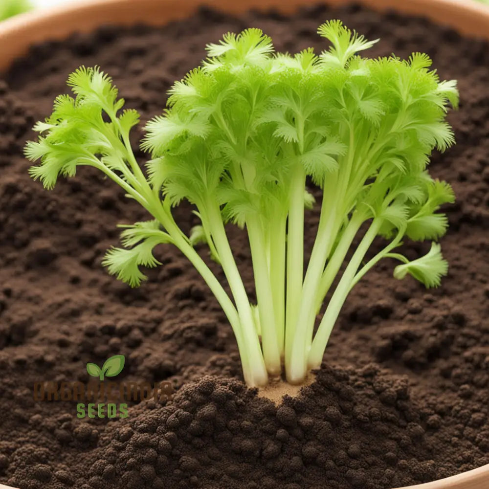 Giant Green Celery Planting Seeds Cultivate Robust And Crisp In Your Garden Leafy Greens