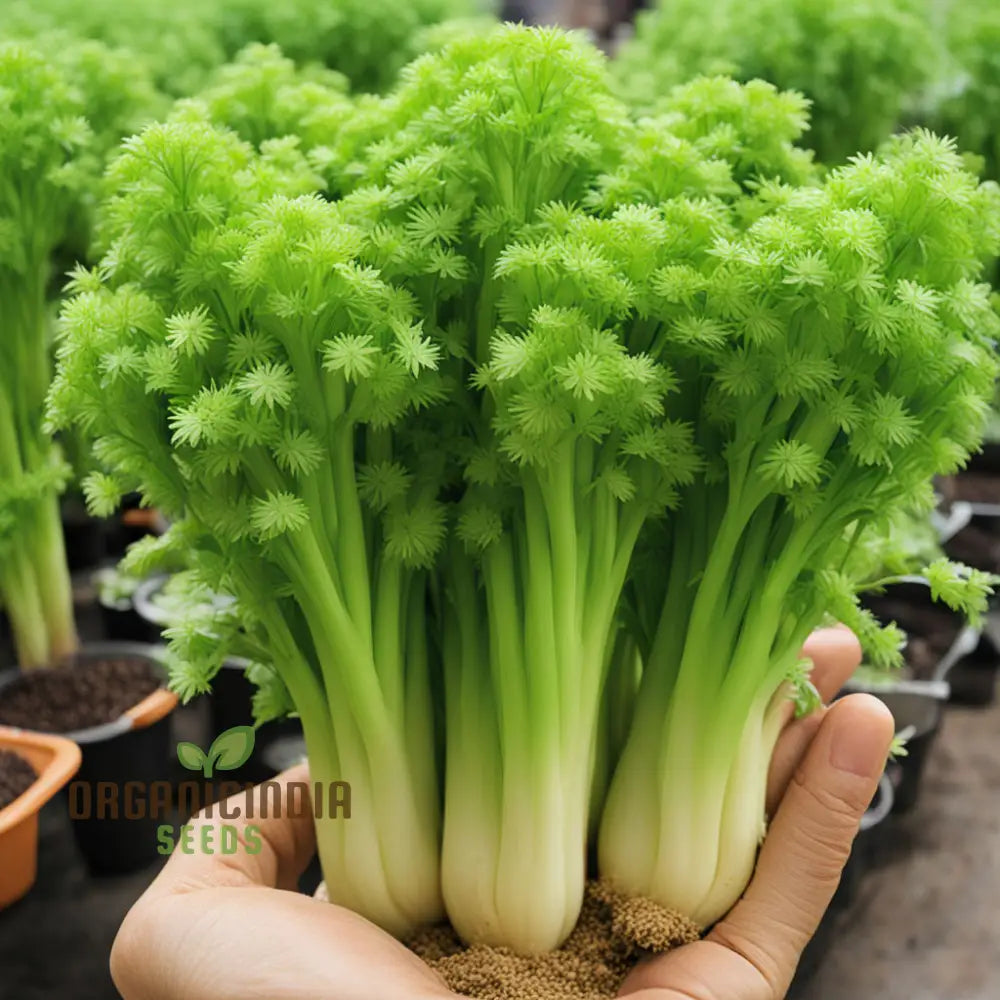 Giant Green Celery Planting Seeds Cultivate Robust And Crisp In Your Garden Leafy Greens