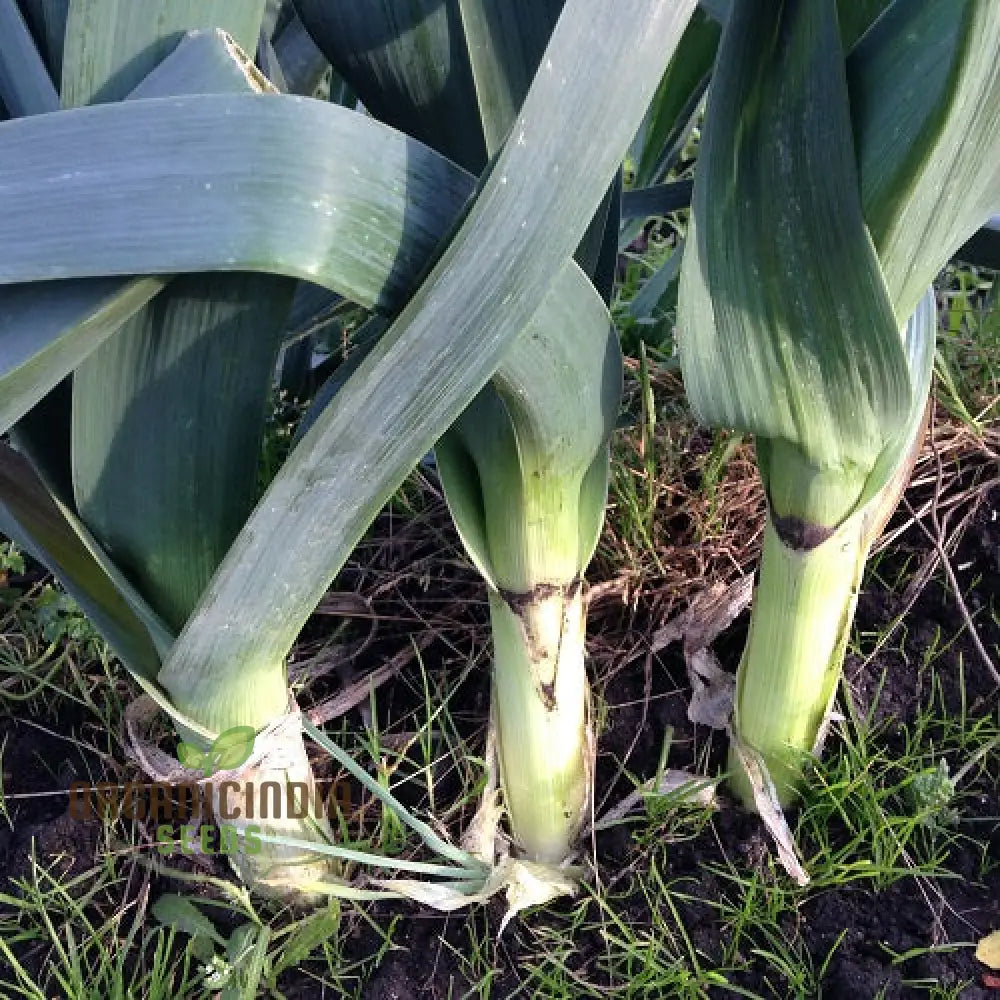 Giant Greenery Glory Leek Vegetable Seeds For Abundant Garden Bounty Squash And Gourds