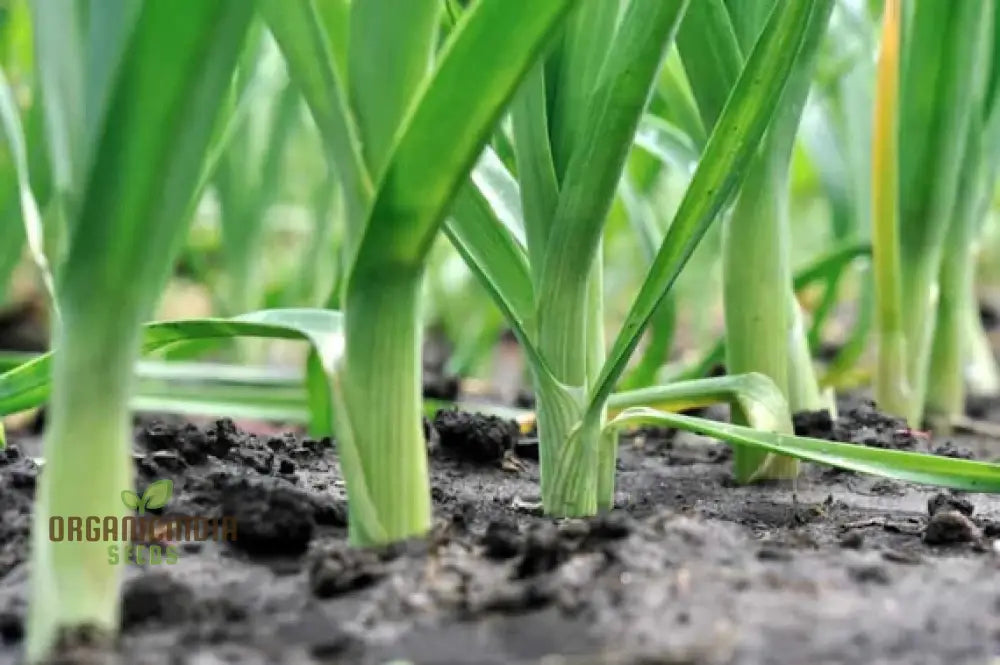 Giant Greenery Glory Leek Vegetable Seeds For Abundant Garden Bounty Squash And Gourds