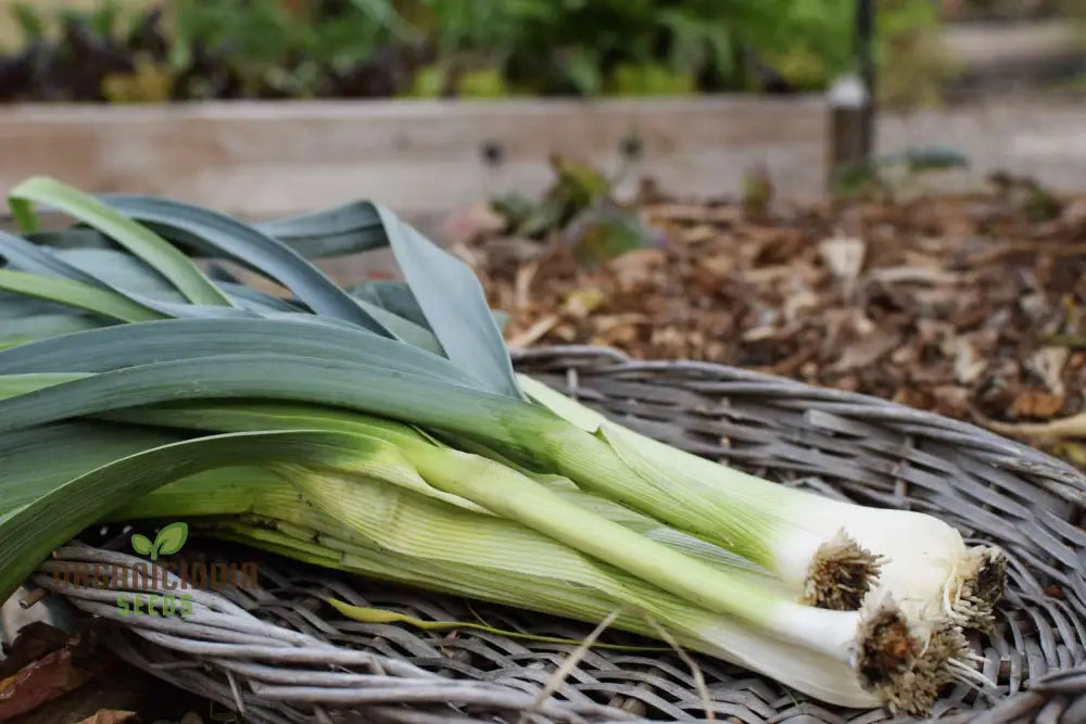 Giant Greenery Glory Leek Vegetable Seeds For Abundant Garden Bounty Squash And Gourds