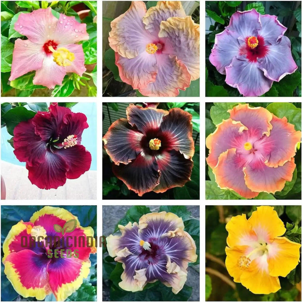 Giant Hibiscus Flower Seeds Mix - Hardy Varieties For Your Garden Ideal Planting And Gardening