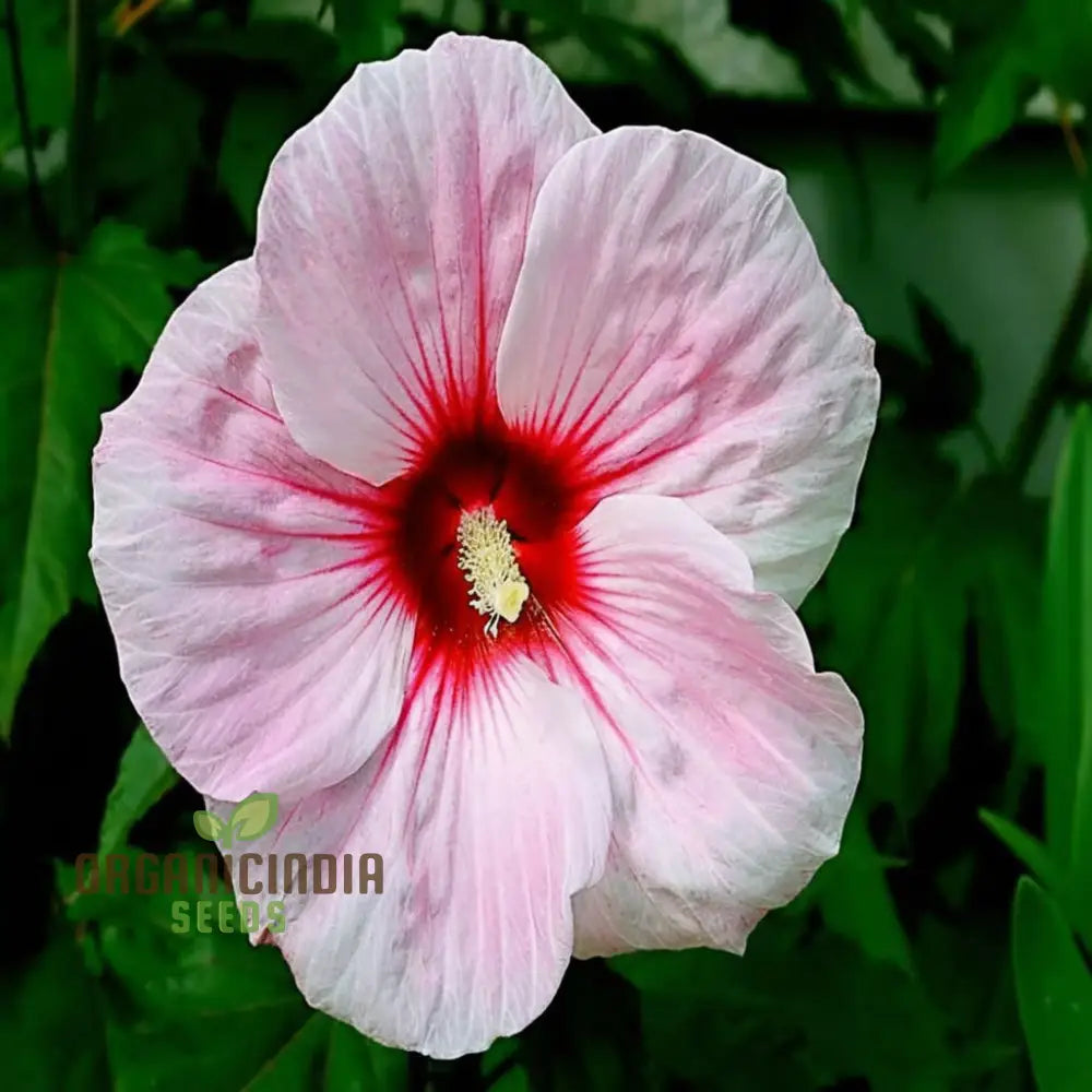 Giant Hibiscus Flower Seeds Mix - Hardy Varieties For Your Garden Ideal Planting And Gardening