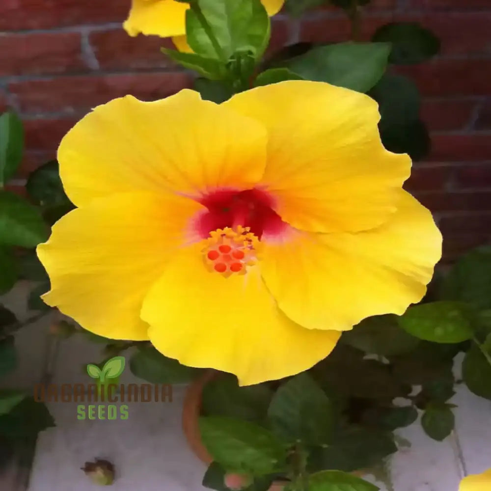 Giant Hibiscus Flower Seeds Mix - Hardy Varieties For Your Garden Ideal Planting And Gardening