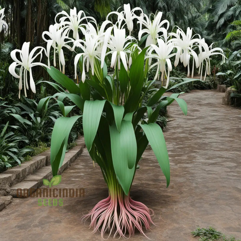 Giant Himalayan Lily Flower Seeds Majestic Blooms For Dramatic Garden Landscapes Perennials