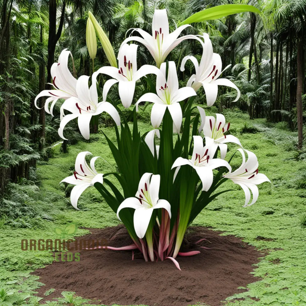 Giant Himalayan Lily Flower Seeds Majestic Blooms For Dramatic Garden Landscapes Perennials