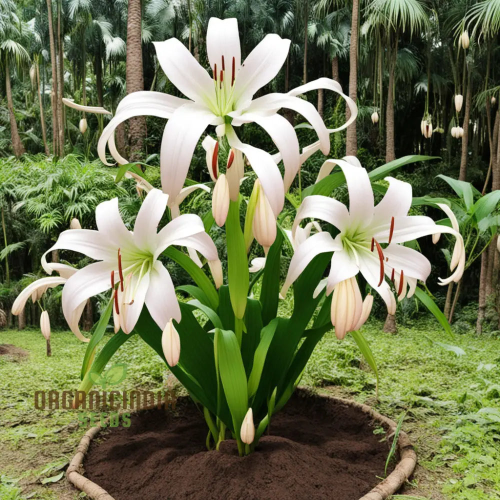 Giant Himalayan Lily Flower Seeds Majestic Blooms For Dramatic Garden Landscapes Perennials