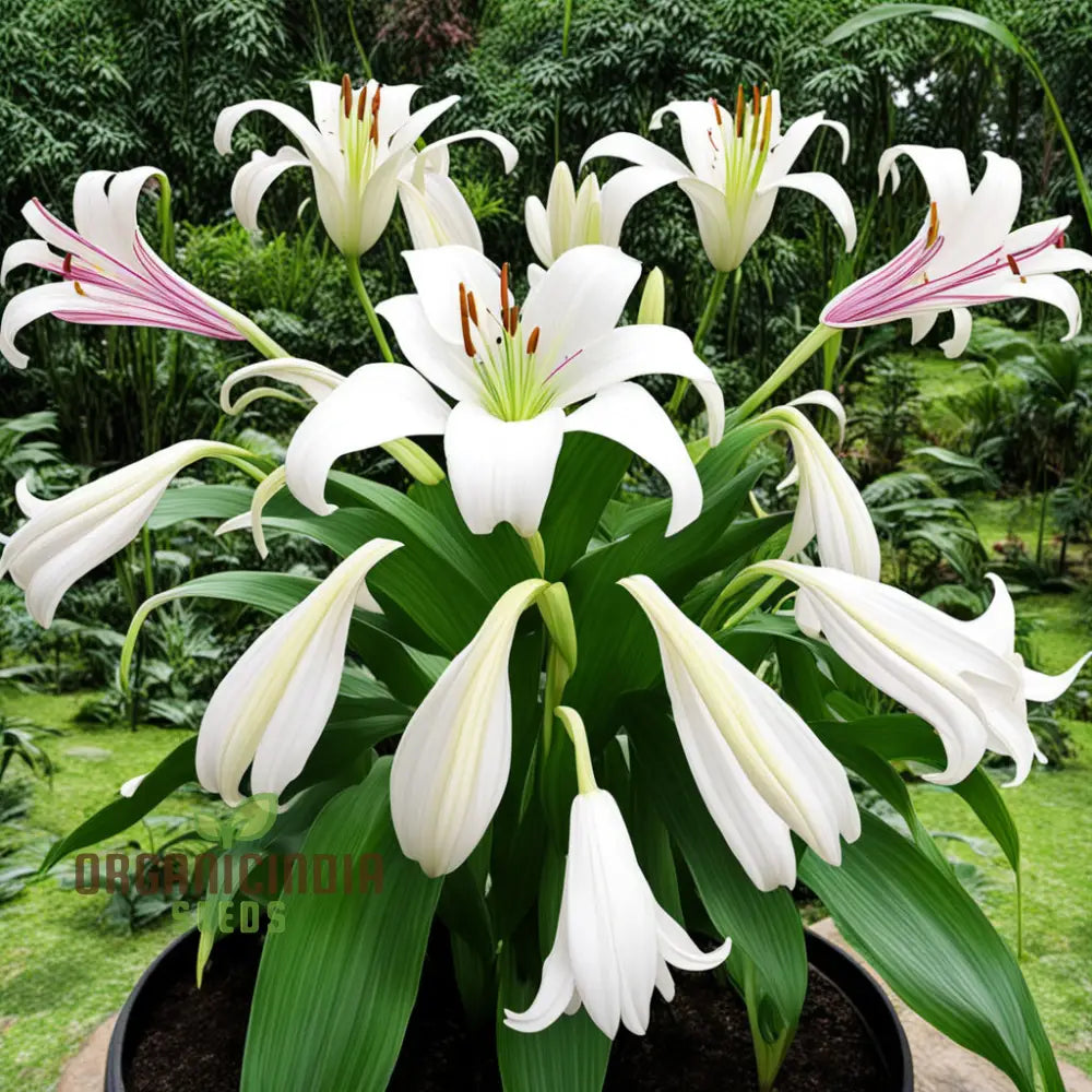 Giant Himalayan Lily Flower Seeds Majestic Blooms For Dramatic Garden Landscapes Perennials