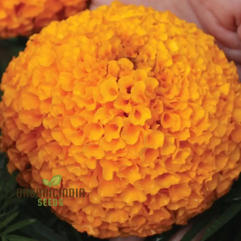 Giant Hybrid Marigold Flower Seeds For Planting A Complete Guide To Growing Vibrant Large Blooms