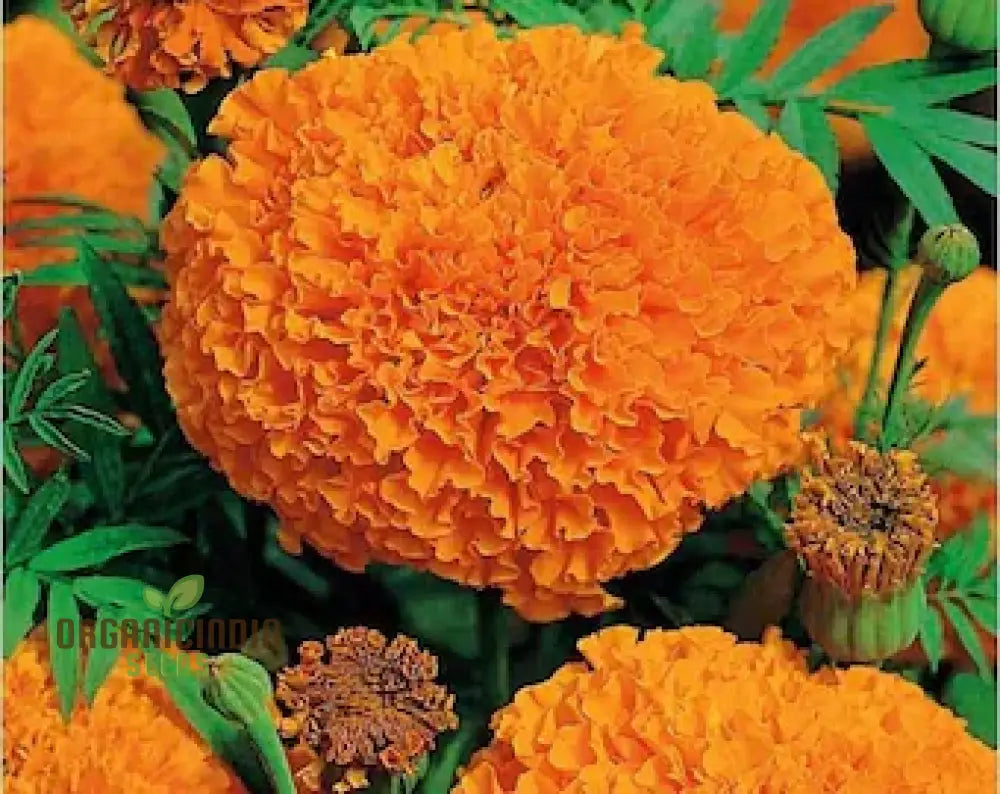 Giant Hybrid Marigold Flower Seeds For Planting A Complete Guide To Growing Vibrant Large Blooms