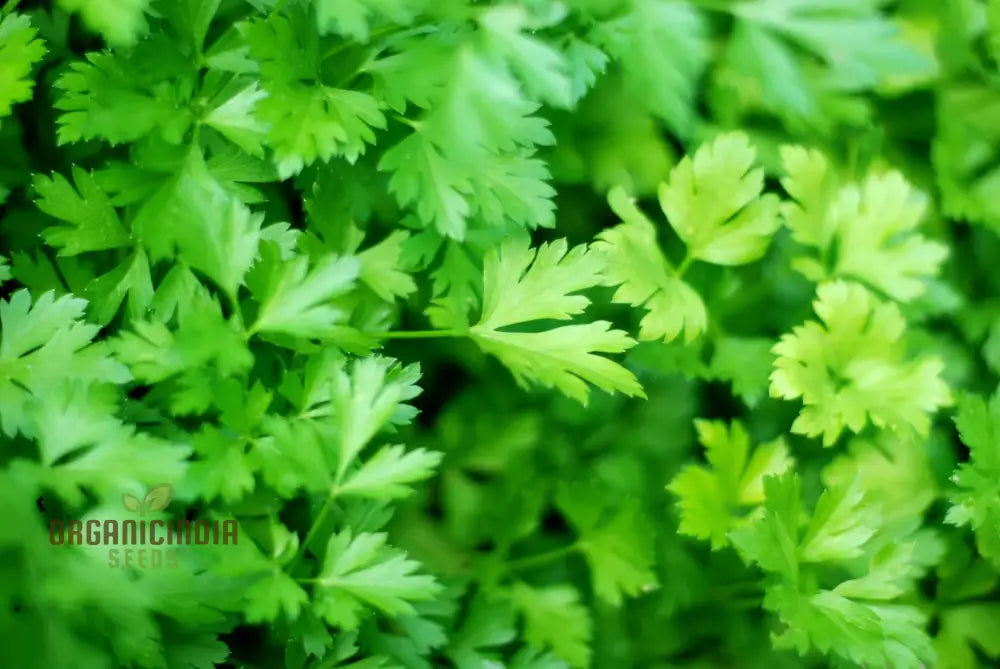 Giant Italian Parsley Seeds - Grow Your Own Lush Garden With Heirloom Varieties